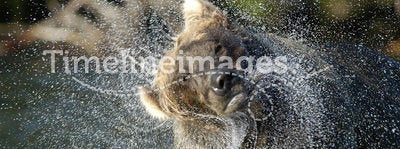 Brown bear in river and water spraying