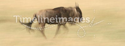 Running wildebeest