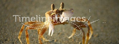 Crab with hands on the sandy beach
