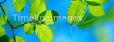 Bright green leafs