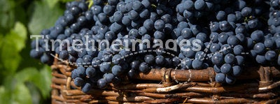 Harvest of blue grape