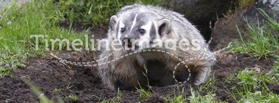 American Badger at burrow