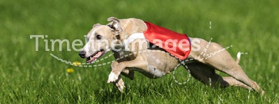 Whippet coursing