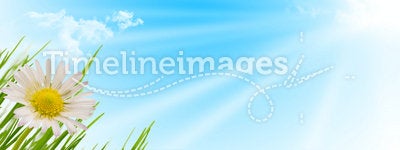 Spring flower, grass and sun background