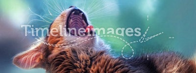 Yawning somali kitten