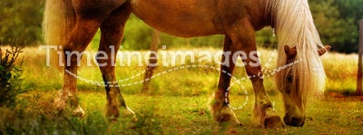 Horse grazing in a prairie