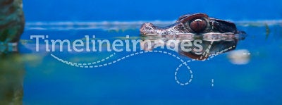 Crocodile head over water