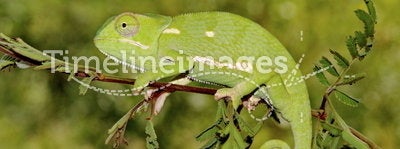 Flat-necked chameleon