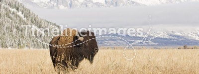 Bison at Grand Teton Mountains