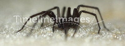 Domestic house spider