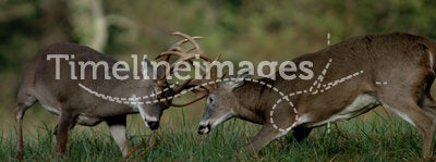 Whitetail deer fighting