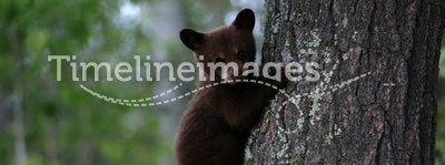 Black bear cub tree