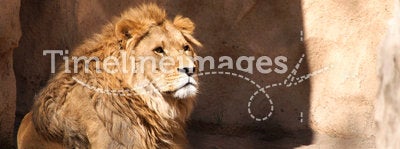 Lion in Dresden zoo