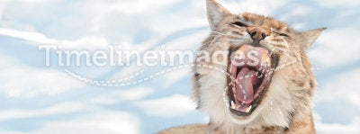 Lynx with bared fangs