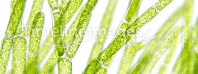Algae under microscopic view