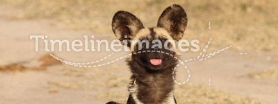 Wild dogs in Soouth Africa