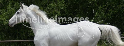 White horse canter