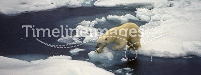 Polar Bear on Ice, Svalbard