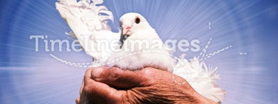 Dove holy spirit