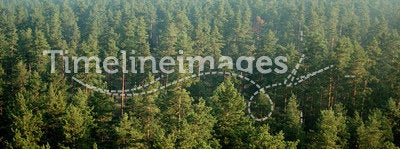 Pine forest in mist (aerial)27
