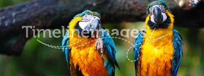 Parrot birds