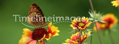 Butterfly on Painted Daisy