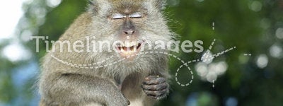 Happy laughing macaque monkey