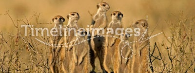 Meerkat (Suricate) family, Kalahari, South Africa