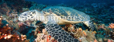 Hawksbill turtle above coral reef.