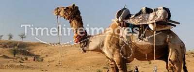 Camel Safari