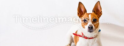 Jack Russell terrier on a white background