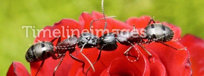 Ants kiss on rose