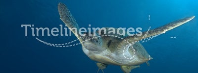 Green sea turtle swimming