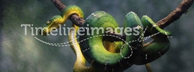 Green snake emerald tree boa