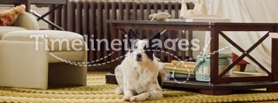 Modern Zen Loft with Dog