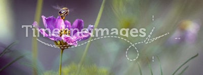 Bee adn flower