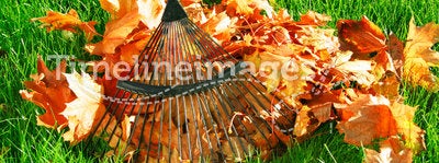 Raking the autumn leaves