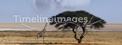Namibia - Giraffe - Etosha National Park