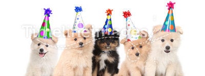 Five Pomeranian Puppies Celebrating a Birthday