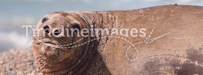 Female Elephant Seal