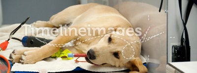 Labrador going under anesthesia