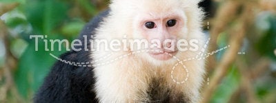 White faced Capuchin Monkey