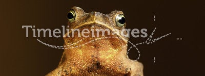tropical amazon toad on moss