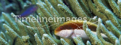 Colorful grouper fish in coral