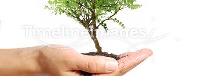 Tree in a hand