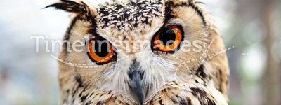 Orange Eyes Owl