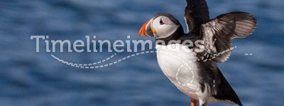 Puffin with Wings