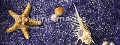 Sea shell and starfishes on lilac sand