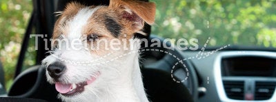 Cute dog in motor car
