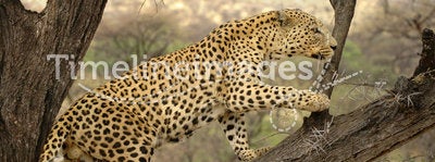 Male Leopard Namibia